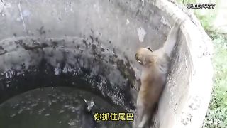 Animal World Funny English Voiceover Monkey saves the kitty – why does it end up like this
