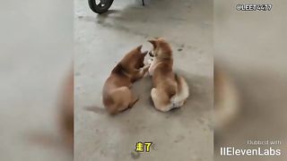 Animal World Funny English Voiceover Now, this is the real 'dog food sprinkling' moment!
