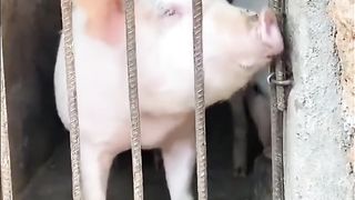 Animal World Funny English Voiceover Now, this is the true definition of a 'piggy teammate!'
