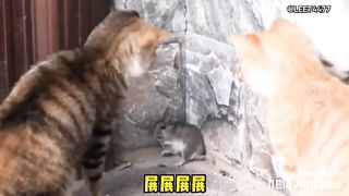 Animal World Funny English Voiceover Orange Cat Bro, it seems like we've been played by the mouse!