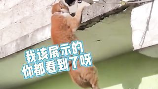 Animal World Funny English Voiceover Orange Cat Can't even handle this What a waste of emotions!