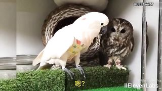 Animal World Funny English Voiceover Owl How did I end up with neighbors like these!
