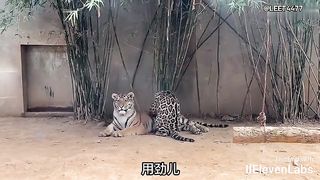 Animal World Funny English Voiceover Part-time leopard giving a massage to the tiger boss!