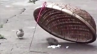 Animal World Funny English Voiceover Seeing this scene, who could bear to pull the string anymore!