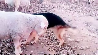 Animal World Funny English Voiceover Sheep 'In all my life, I've never encountered such unreasonable demands!'