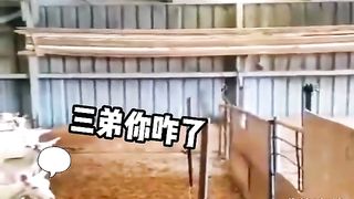 Animal World Funny English Voiceover Sheep 'What kind of 'electric' are you talking about And what sort of 'numb' is this 'numb' you're mentioning'
