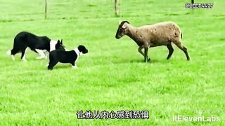 Animal World Funny English Voiceover Sheep 'You guys are real dogs, using me as your guinea lamb for practice!'