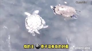 Animal World Funny English Voiceover The Epic Emotional Drama of Three Little Turtles!