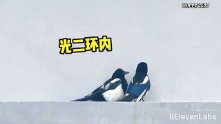 Animal World Funny English Voiceover The magpie with the gift of charm never runs out of girlfriends!