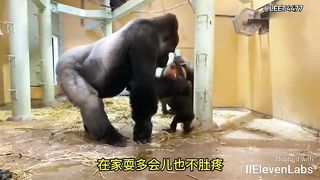 Animal World Funny English Voiceover The quirky dreams of a little chimpanzee!