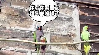 Animal World Funny English Voiceover This is not the 'birdie' I had in mind!