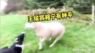 Animal World Funny English Voiceover This must be the fear engraved in the DNA.