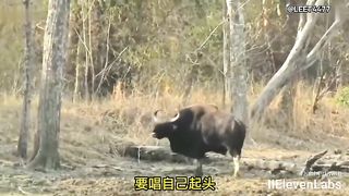 Animal World Funny English Voiceover Those pig teammates in the animal kingdom!