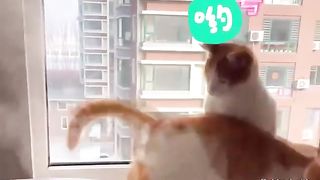 Animal World Funny English Voiceover Three cats exploring an electric rice cooker!