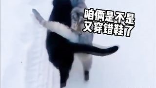 Animal World Funny English Voiceover Two cats rubbing shoulders, what mischief are they up to