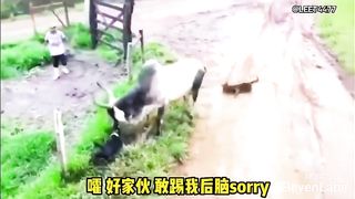 Animal World Funny English Voiceover Two dogs take on a bull, and guess what They end up being launched by the bull!