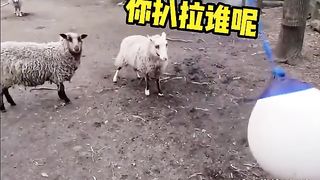 Animal World Funny English Voiceover Why do sheep love to ram into things Give me a comfy seat, and I can watch that all day!