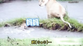 Animal World Funny English Voiceover Lioness mom helping little lions cross the river – quite the struggle!