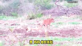 Animal World Funny English Voiceover Little antelope surrounded by cunning wolves. Witness the epic moves of Antelope Mom!