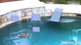Animal World Funny English Voiceover Little duckling trapped in the swimming pool. Check out how Mama Duck handles the situation!