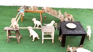 Puppy's Beautiful Video