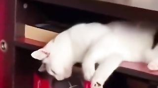 A cat that sleeps amazingly