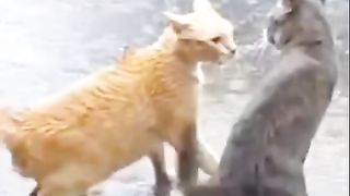 orange cat vs black cat..