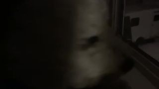 Snow day/ cute dog