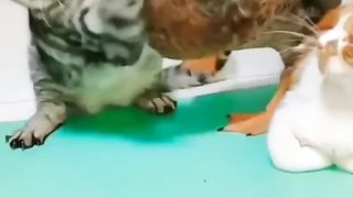 cat vs duck