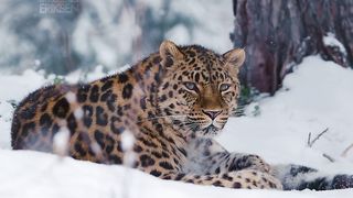 Jaguar 6