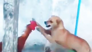 Chicken vs Dog