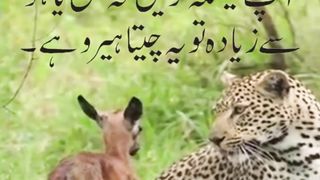 A cheetah is saving a baby deer
