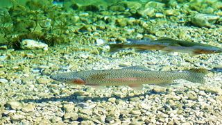 Cute fish