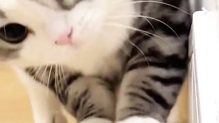 Cute Stupid Cat