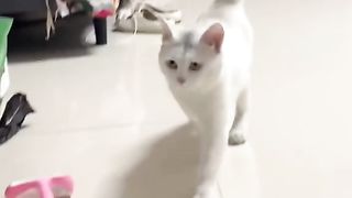Funny Cat Viral Video 61