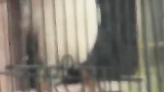 Animalitor 2