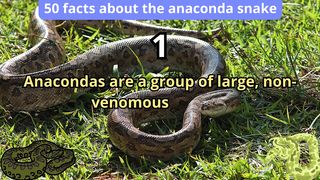 50 Facts about anaconda snake