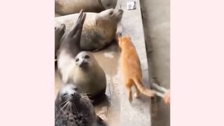 FUNNIEST CATS AND DOGS|FUNNY ANIMALS VIDEO|FUNNY ANIMALS VIDEO 2023????????