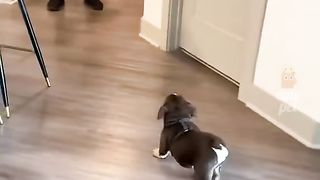 Very very funny puppies