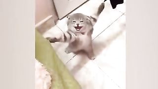 FUNNY CATS and DOGS other ANIMALS Animals Videos 2023 & New Funniest