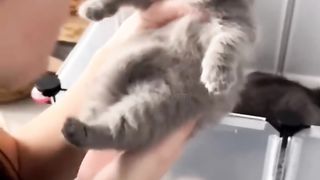 Wajib tau!! Sebelum memlihar kucing ????