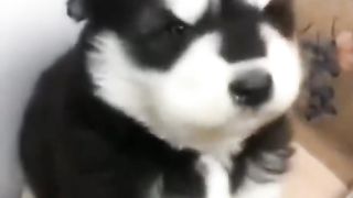 Video anjing lucu ????????