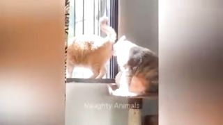 Hour funniest cats and dogs latest 2023????????????????????