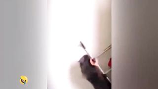 FUNNIEST CAT AND DOG VIDEOS 2023 #37