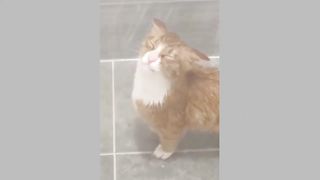 Funny Dogs and cats videos 2023????Best animals videos compilation ????