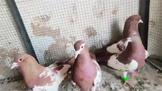 Beautiful pigeon lakha fancy parmoz breedar pair
