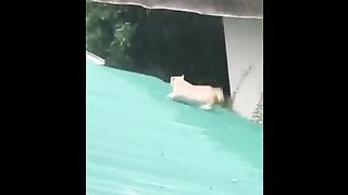 Funny Videos of Cute and Dogs | Kitten and Puppy Animals Compilation #5 - Best Videos in 2023