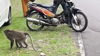 monkey vs mother...