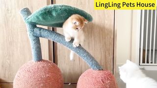 such a cute cat baby! what are you looking for ?