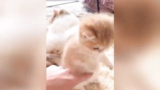 Baby's cats cute baby's cats lovely baby cats video new cats video
